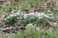 Galanthus nivalis