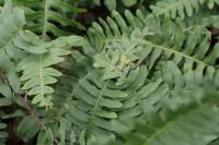 Polypodium vulgare