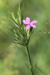 Dianthus armeria