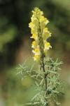 Linaria vulgaris