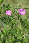 Epilobium hirsutum