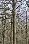 Fagus sylvatica