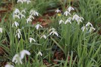 Galanthus nivalis
