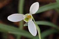 Galanthus nivalis