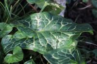 Arum italicum
