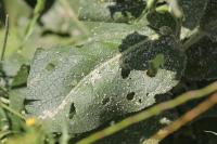 Verbascum pulverulentum