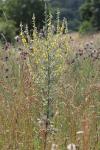 Verbascum pulverulentum