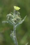 Andryala integrifolia