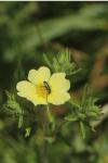 Potentilla recta