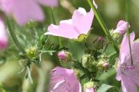 Malva moschata