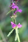Betonica officinalis