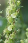 Teucrium scorodonia
