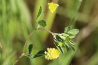 Trifolium campestre