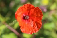 Papaver rhoeas