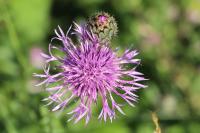 Centaurea jacea