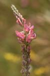 Onobrychis viciifolia