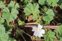 Malva neglecta