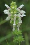 Stachys recta