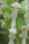 Stachys recta