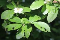 Crataegus germanica