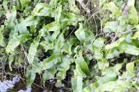 Asplenium scolopendrium