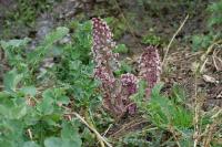 Petasites hybridus