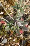 Arabidopsis thaliana