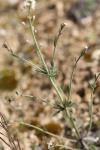 Arabidopsis thaliana