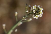 Arabidopsis thaliana
