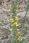 Ulex europaeus