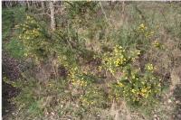 Ulex europaeus