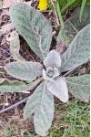 Verbascum thapsus