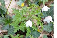 Anemone nemorosa