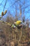 Salix caprea