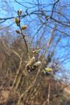 Salix caprea