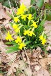 Narcissus pseudonarcissus