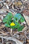 Ficaria verna