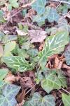 Arum italicum