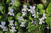 Viola odorata
