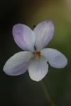 Viola odorata
