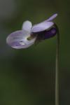 Viola odorata