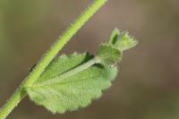 Draba muralis