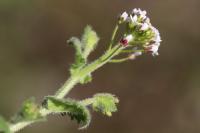 Draba muralis