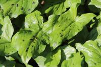 Arum maculatum