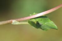 Ficaria ambigua