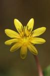 Ficaria ambigua