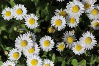 Bellis perennis