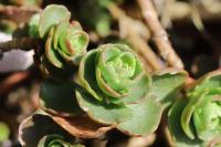 Phedimus spurius
