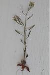 Arabidopsis thaliana