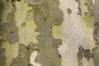 Platanus x hispanica